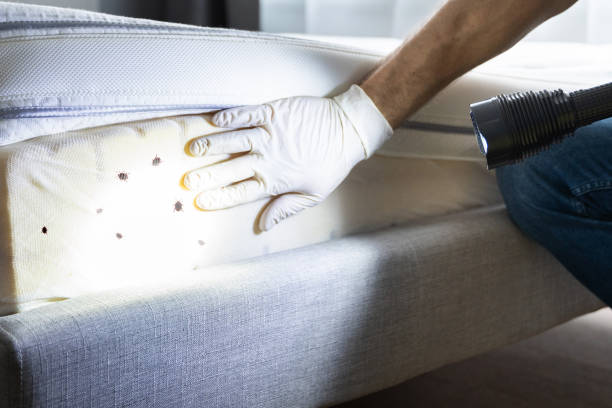 Best Pest Prevention Services  in Winston Salem, NC