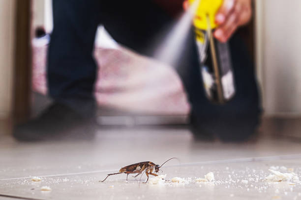 Best Best Pest Control Companies  in Winston Salem, NC