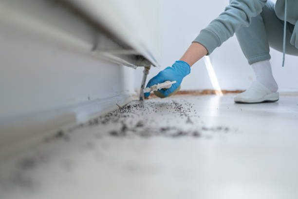 Best Termite Control Services  in Winston Salem, NC